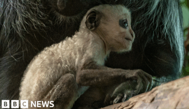'Adorable' endangered king colobus monkey born at Paignton Zoo