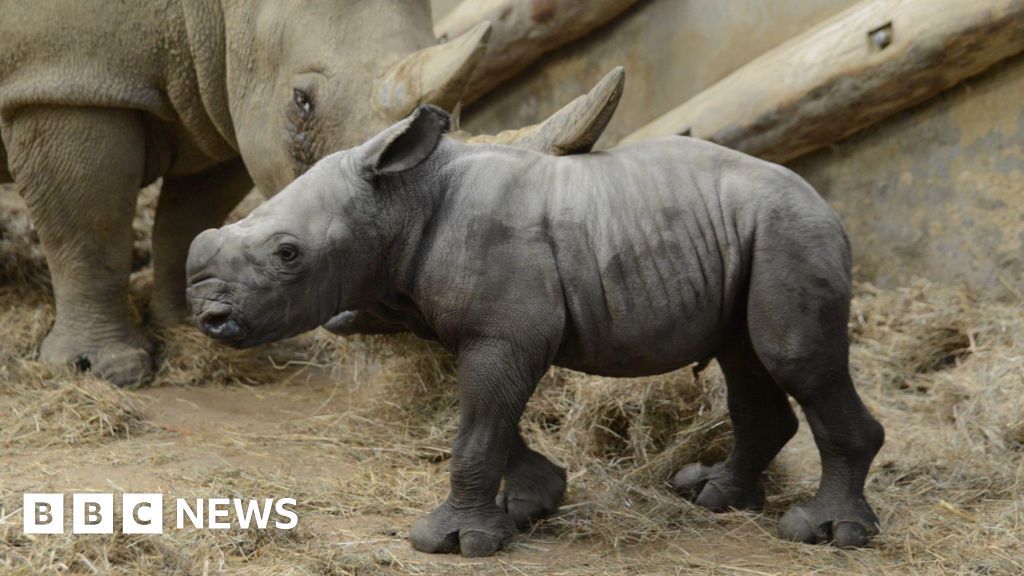 Cotswold Wildlife Park welcomes white rhino calf Markus