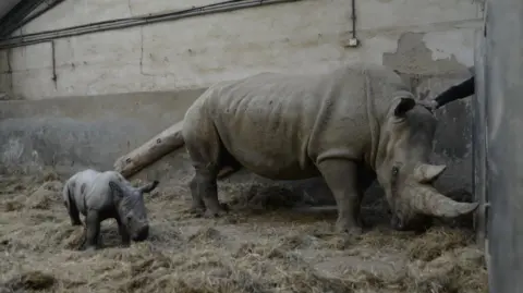 Rory Carnegie Markus and Nancy face slightly away from the camera, looking towards the floor as if they are sniffing the straw.