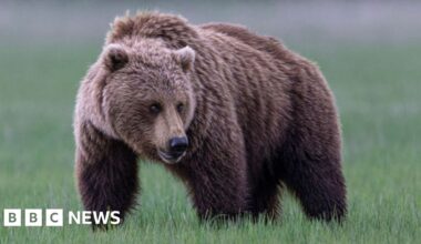 Grizzly bear on loose after attacking school group in Canada, injuring 11