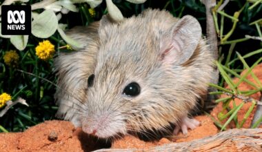 The rediscovery loophole putting 'extinct' zombie species in a legal limbo