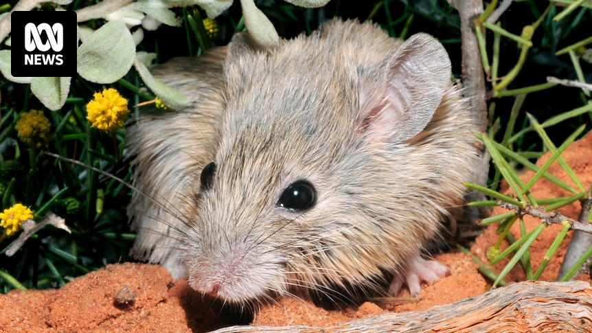 The rediscovery loophole putting 'extinct' zombie species in a legal limbo