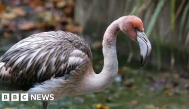 Missing flamingo spotted flying over estuary