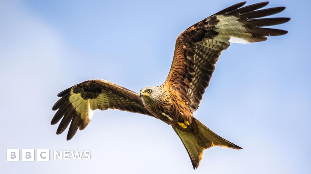 Arrest after five poisoned red kites found dead in Essex field