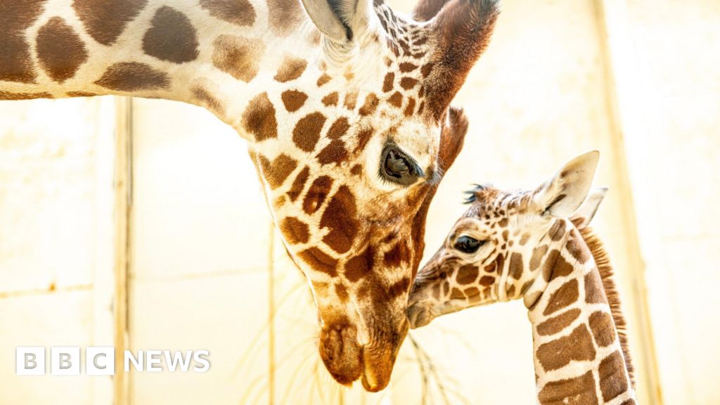 Endangered giraffe calf born at Whipsnade after death of father
