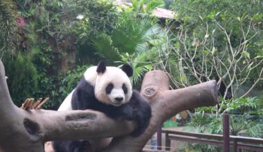 Live: Endearing moments of giant pandas in S. China's Hainan Province
