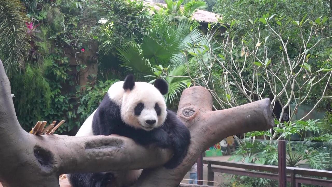 Live: Endearing moments of giant pandas in S. China's Hainan Province