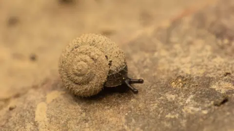 PA Undated handout photo issued by the Citizen Zoo of a German hairy snail - it is a cream colour with swirly shell facing the camera and brown tentacles or feelers sticking out on a rock or piece of wood.