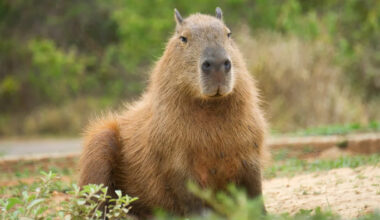 Yahoo lifestyle home