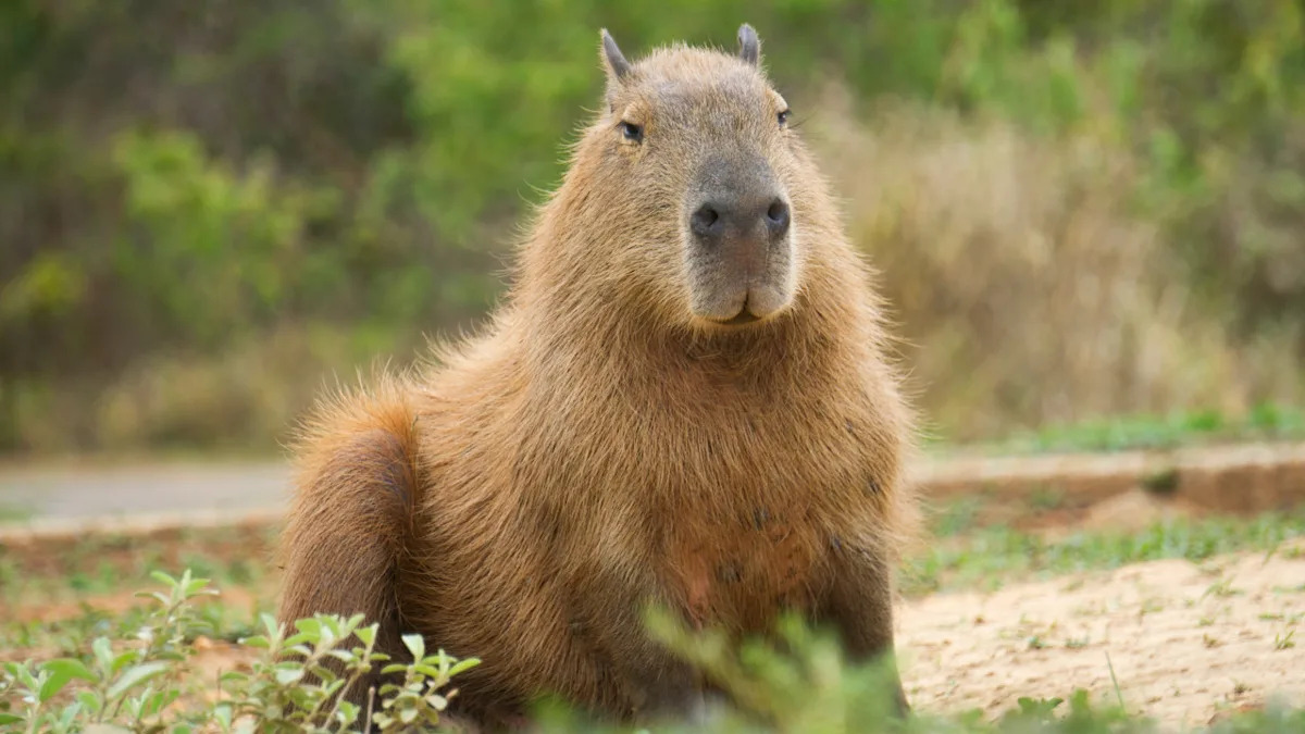 Yahoo lifestyle home