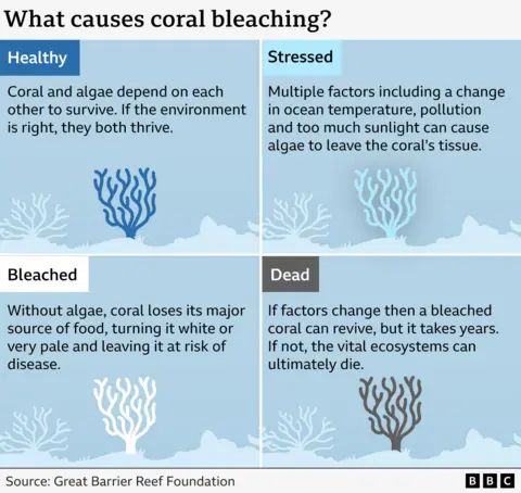 Infographic titled "What causes coral bleaching?" showing four stages of coral health.
Healthy: Coral and algae depend on each other to survive; if the environment is right, both thrive. Illustration shows bright blue coral.
Stressed: Factors such as ocean temperature changes, pollution, and too much sunlight cause algae to leave coral tissue. Coral appears lighter blue.
Bleached: Without algae, coral loses its food source, turns white or pale, and becomes vulnerable to disease. Illustration shows white coral.
Dead: If conditions don’t improve, bleached coral dies; ecosystems collapse. Illustration shows brown, lifeless coral.
Source: Great Barrier Reef Foundation. BBC logo at the bottom right.