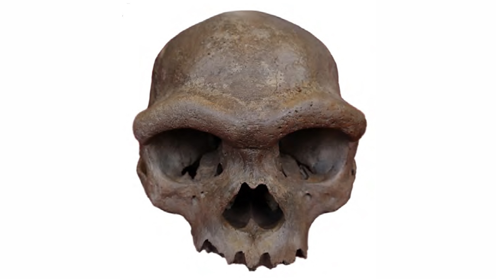 Denisovan cranium with jaw bone missing