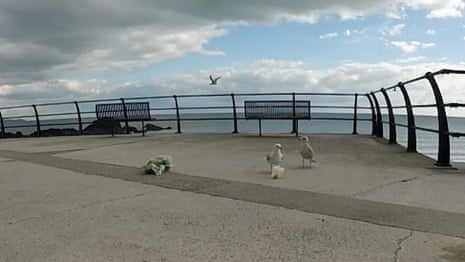 Study finds shouting is best way to get rid of pesky seagulls – video