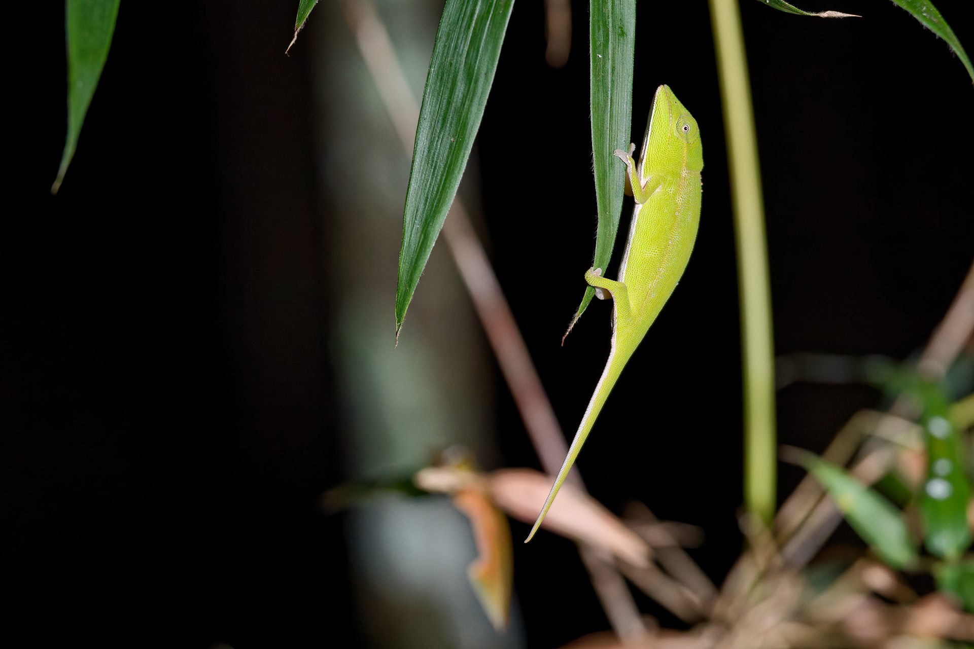 A bright green chameleon clinging to a leaf