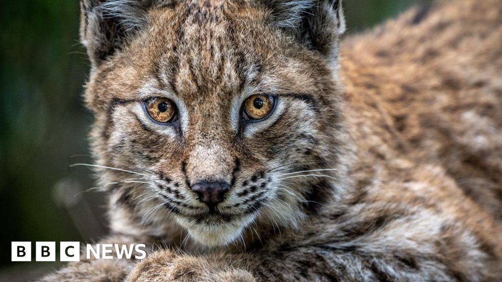 Northumberland Lynx introduction would ruin livelihoods