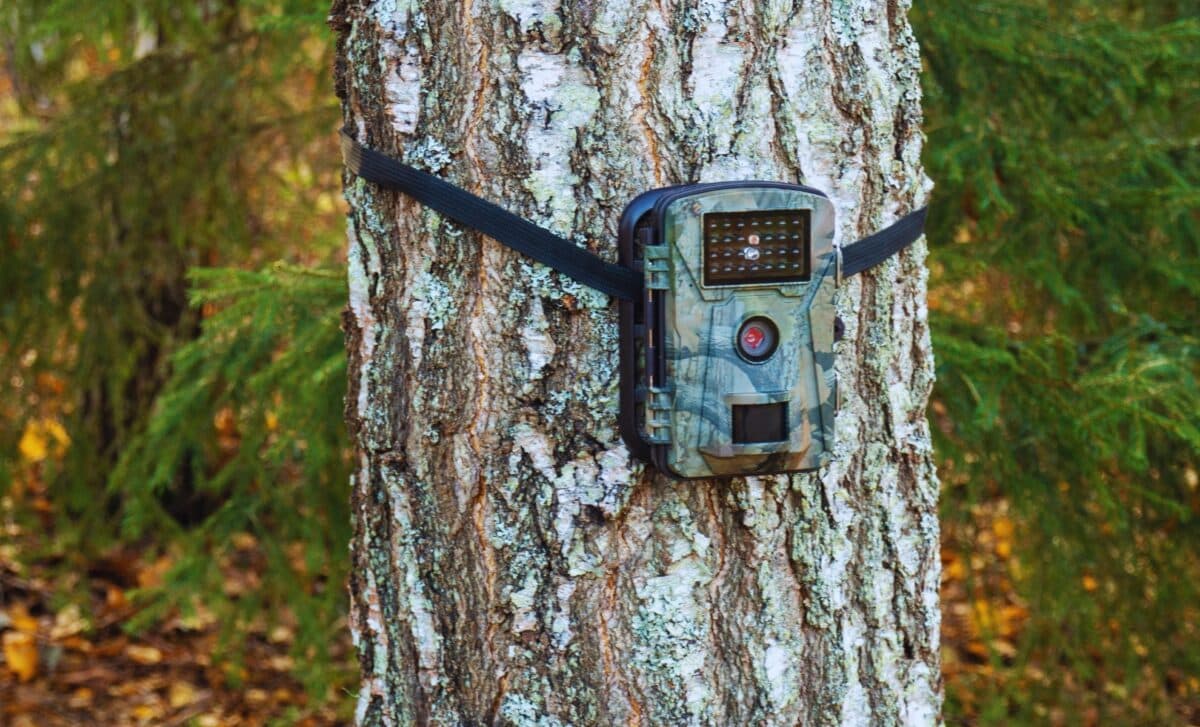 A Long Lost Creature Captured For The First Time In Years By Trail Camera