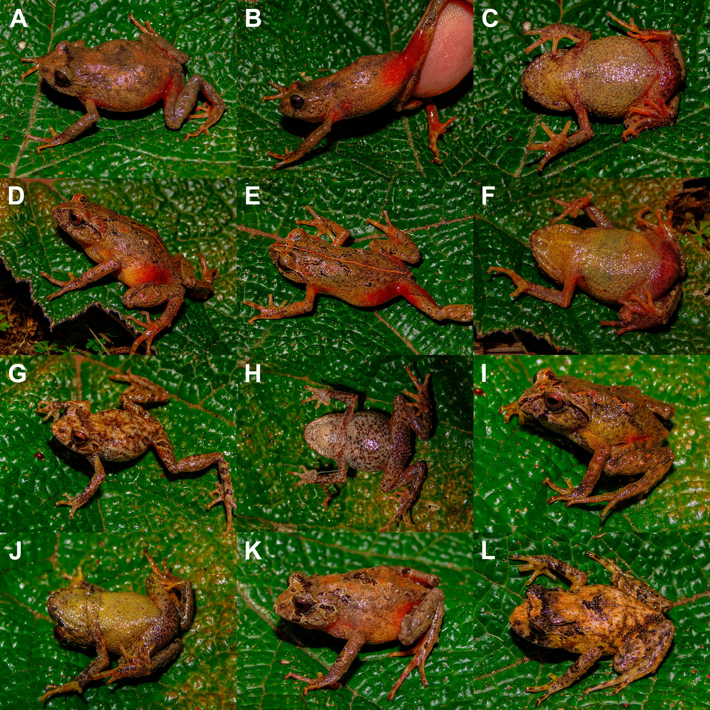 A Group Of Phrynopus Manuelriosi, Or Manuel Ríos’ Andes Frogs.