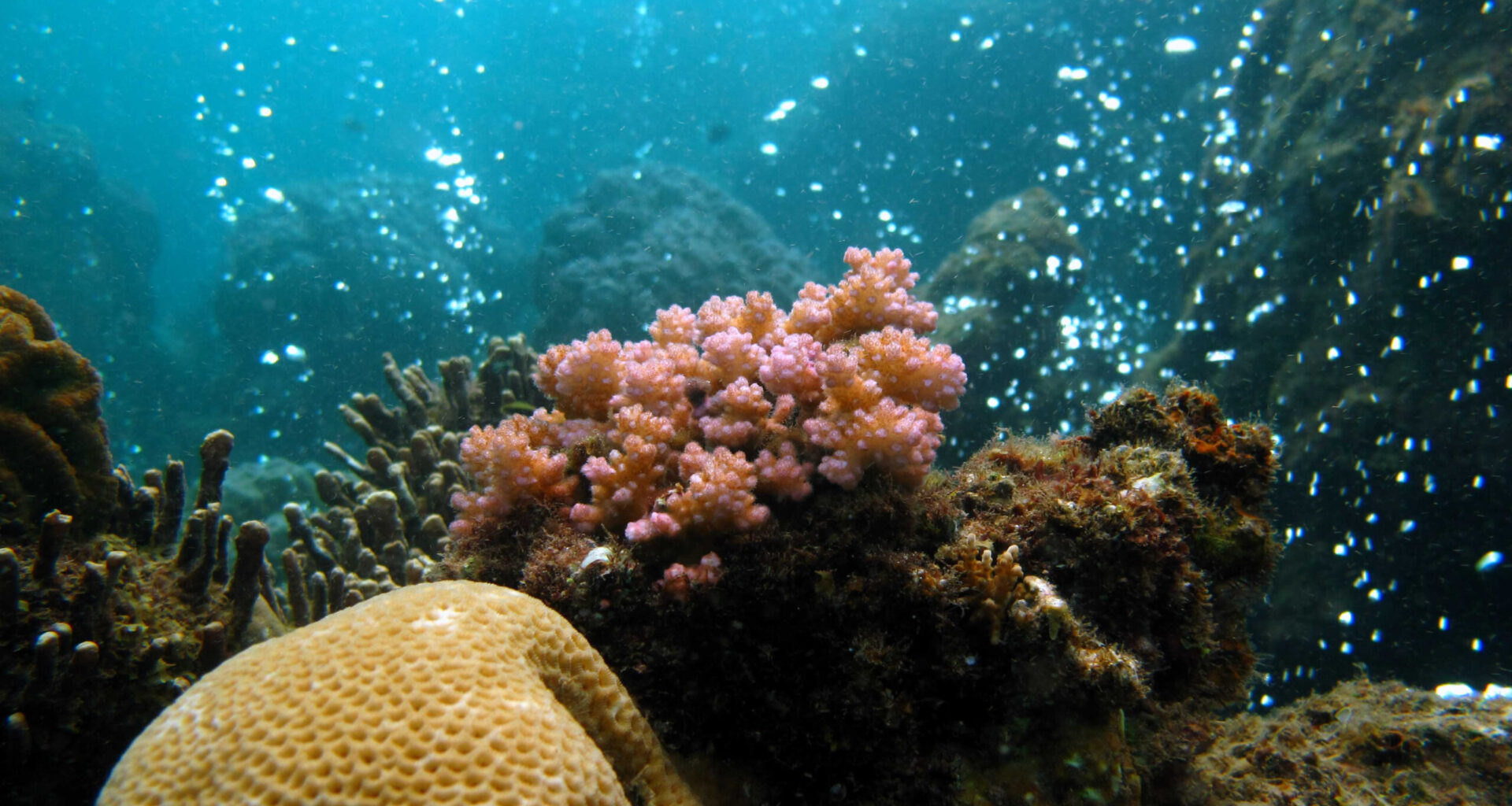 Volcanic bubbles in Papua New Guinea a window into coral’s future
