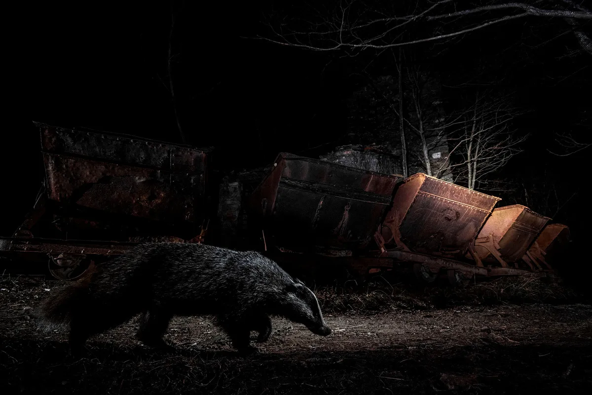 ANIMALS-Lorenzo Shoubridge-The Dark Side-CUPOTY 7