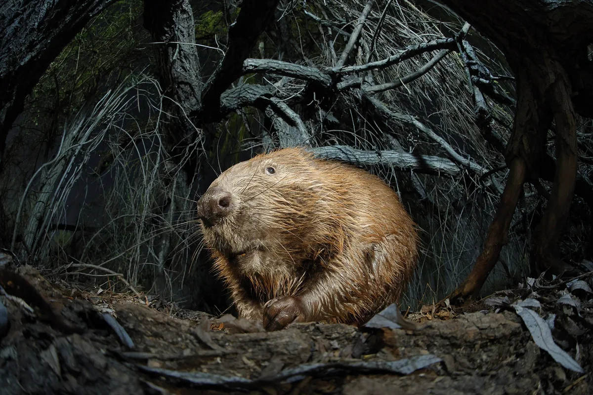 ANIMALS-VINCZE Balint-In the Forest of Mordor-CUPOTY 7