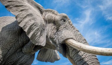 “A mouse can’t be ‘stretched out’ to the size of an elephant.” How to make the largest animal that could ever live – according to an evolutionary biologist