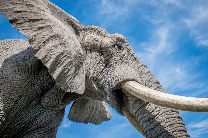 “A mouse can’t be ‘stretched out’ to the size of an elephant.” How to make the largest animal that could ever live – according to an evolutionary biologist