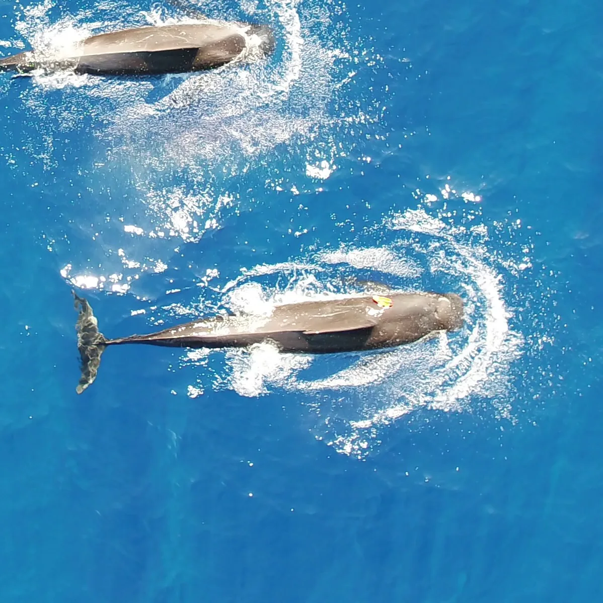 An aerial view of Hawai’i short-finned pilot whales at the surface
