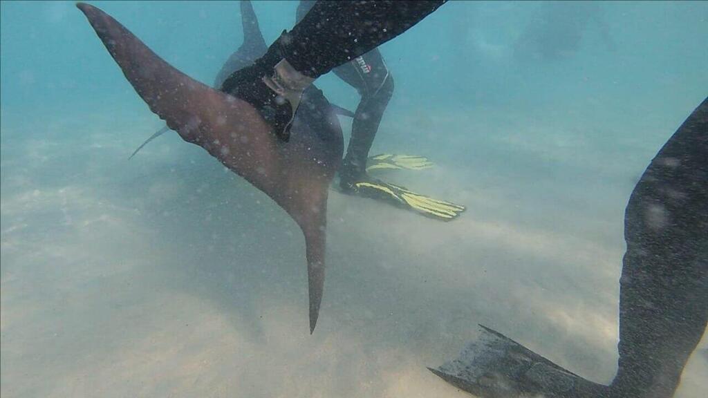 צולל ליד כריש