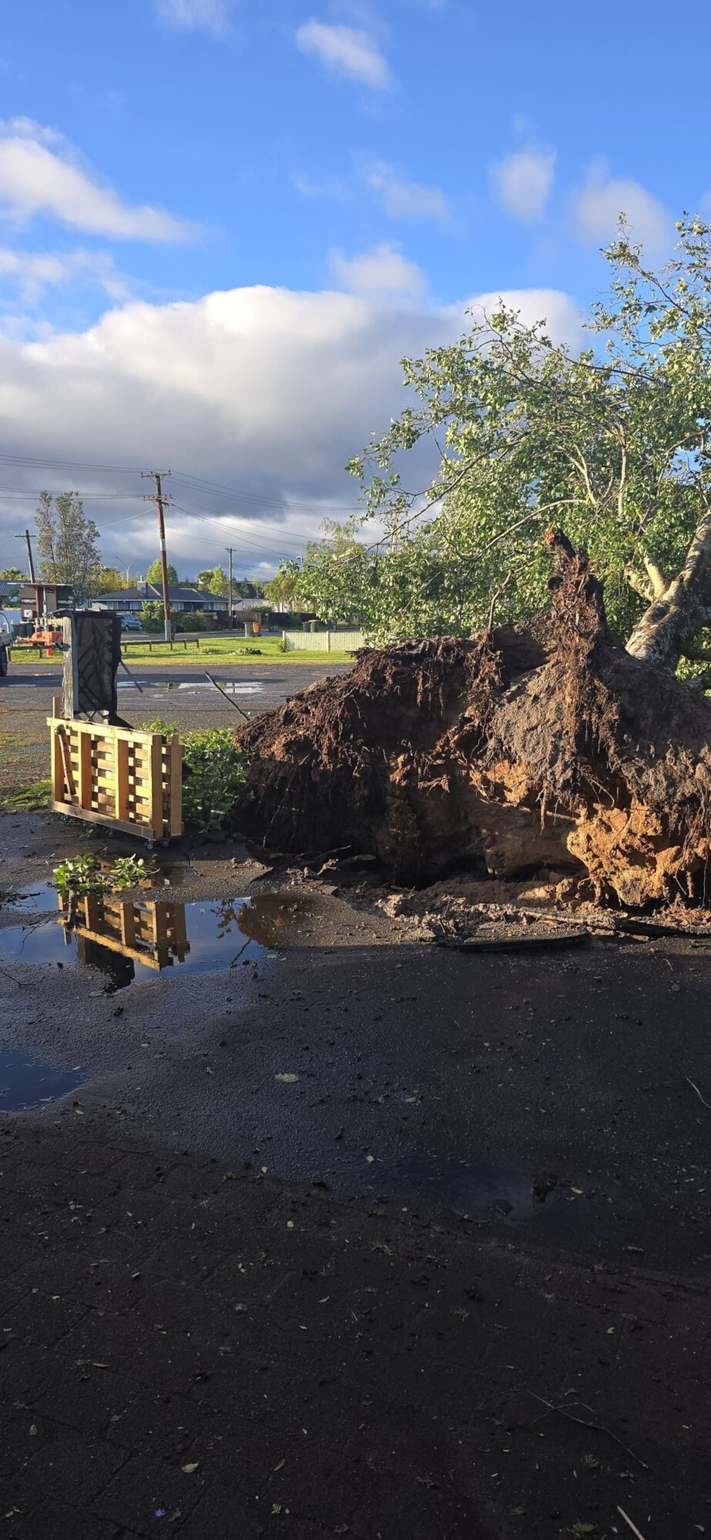  A Rotorua Daily Post reader sent in this photo of a tree that fell down on their property.