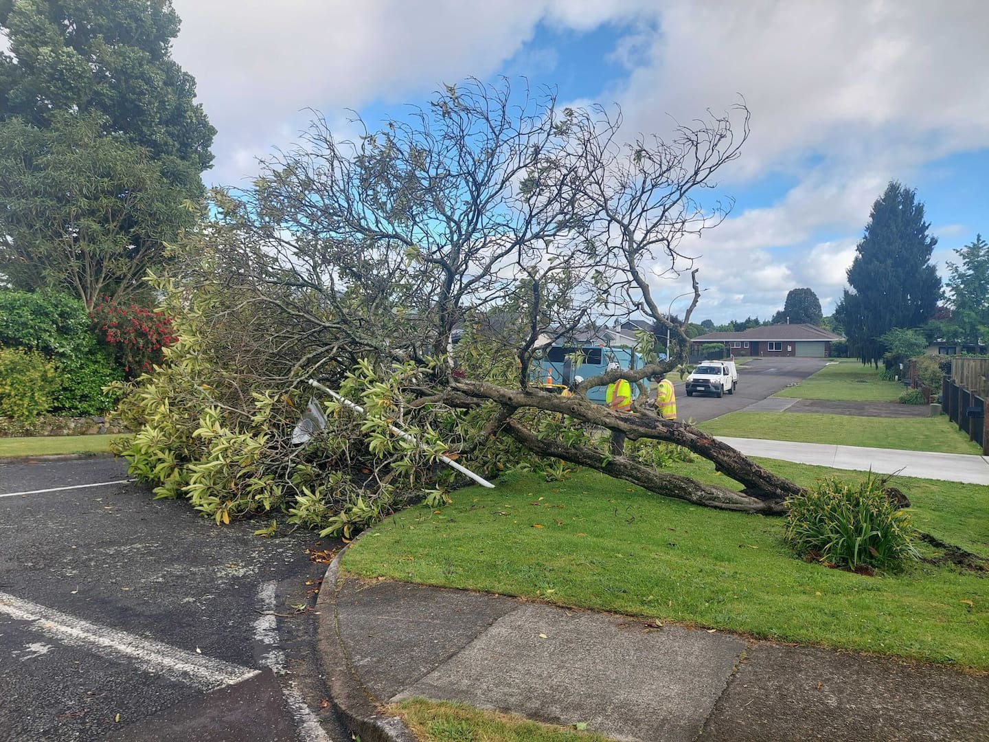 An uprooted tree was being cleared this morning at Kowhai and McLean Sts in Rotorua. Photo / Ben Fraser