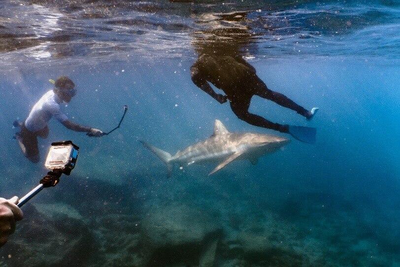 צוללים ליד כרישים