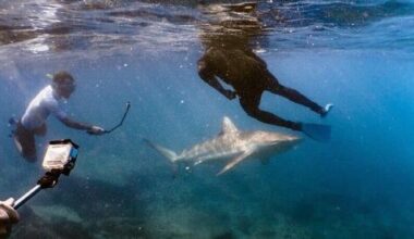 Months after deadly attack, environmentalists urge shark gathering site off Hadera to