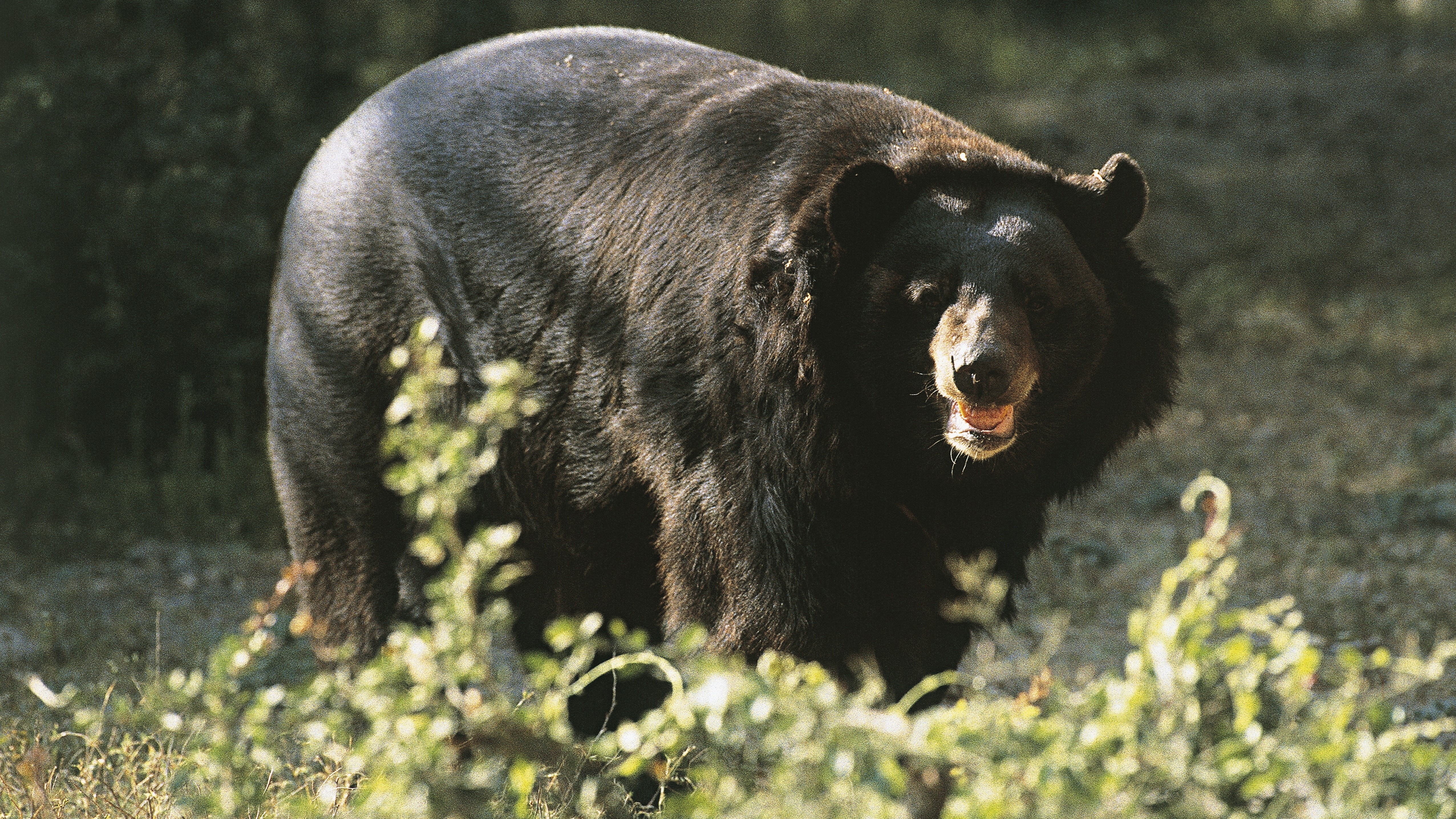 An asian black bear standing in the forest.