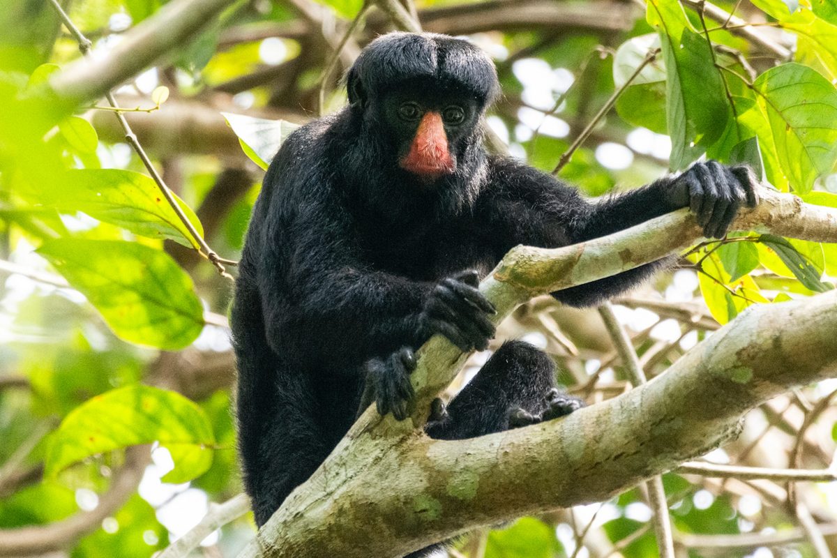 This monkey has dagger-like teeth and the bite strength of a jaguar. Combined, it's one of the Amazon's most powerful tools