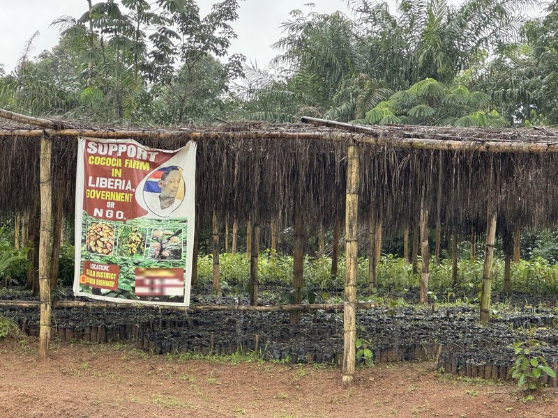 Cocoa pods hanging in a cocoa farm in Gbargna, the capital of Bong County in Liberia