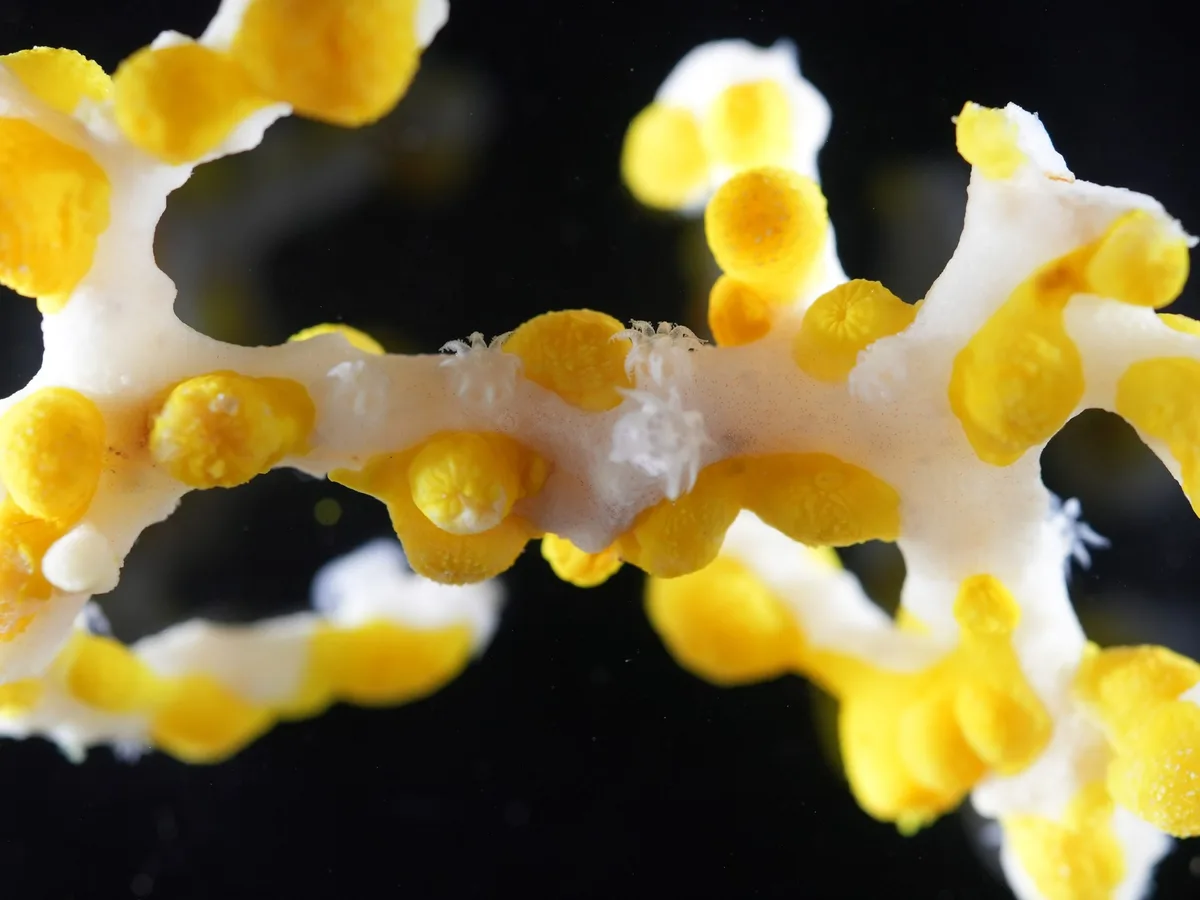 Corallizoanthus aureus