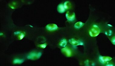 Green lights found in 385m-deep sea cave in Japan. They've never been seen before