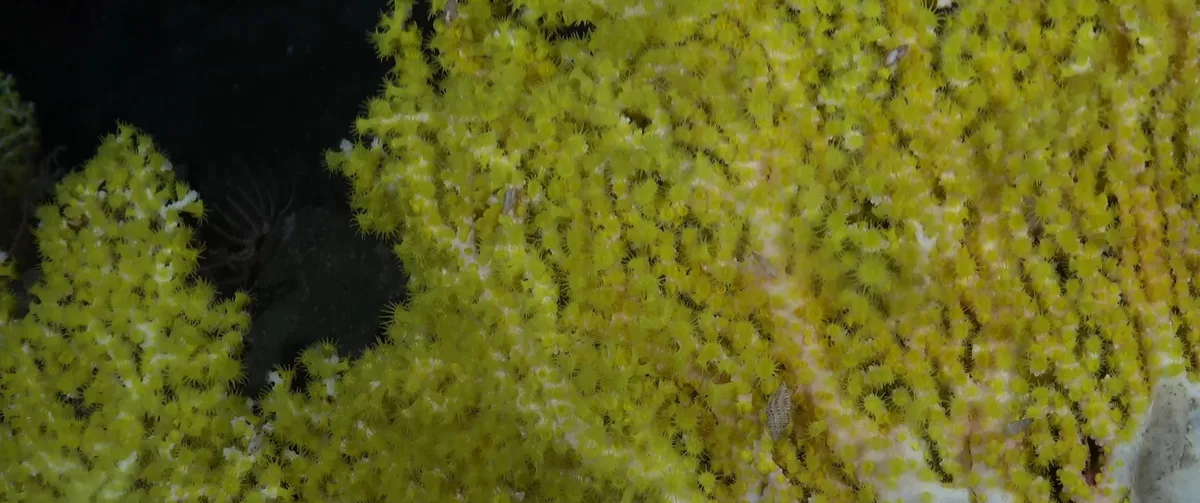 Corallizoanthus aureus colony