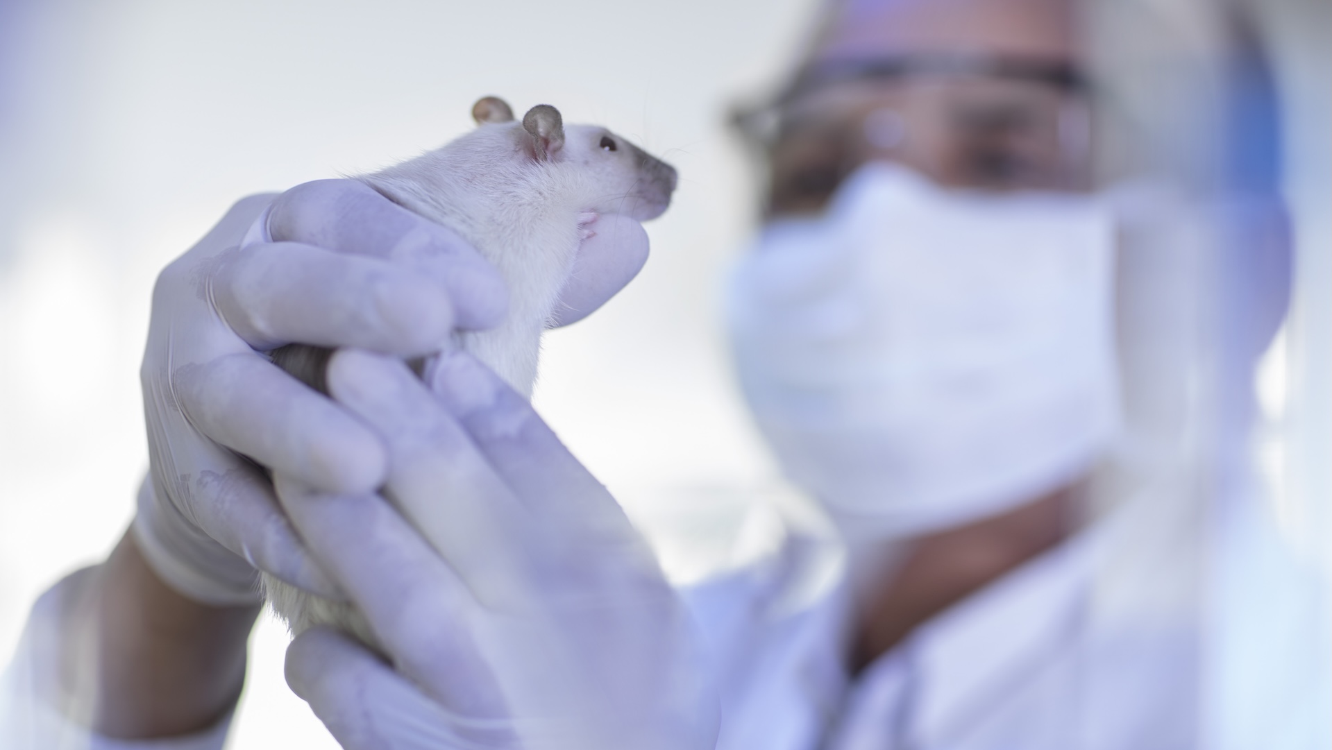 man in safety googles, white coat and gloves holds white rat