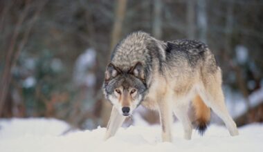 The 10 deadliest dogs on Earth: Discover the world's most ferocious and savage wild canine hunters