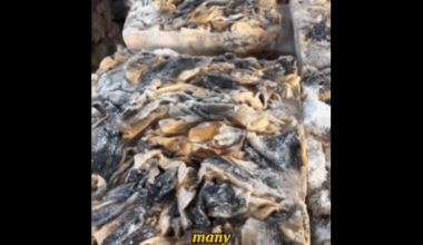 Video of unhygienic fish oil processing makes consumers question these capsules as health supplements