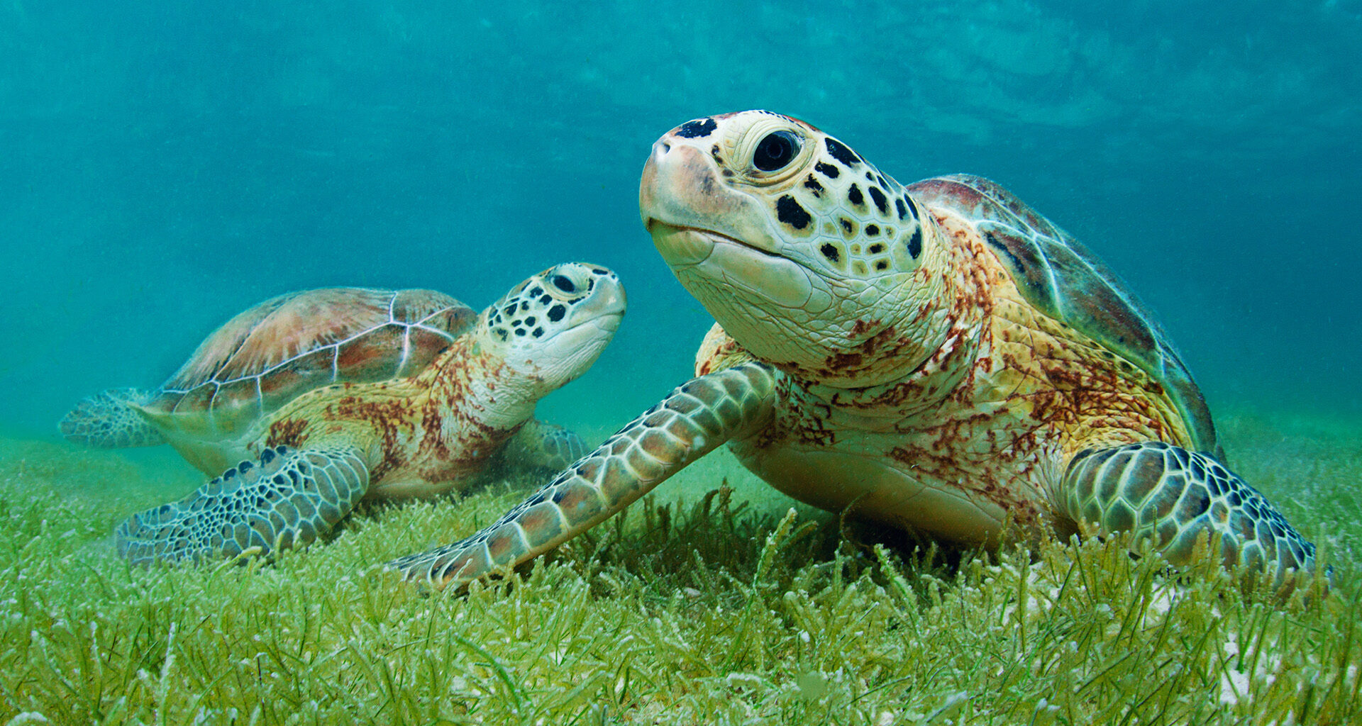 Two sea turtles rest on the ocean floor surrounded by green seagrass under clear blue water.