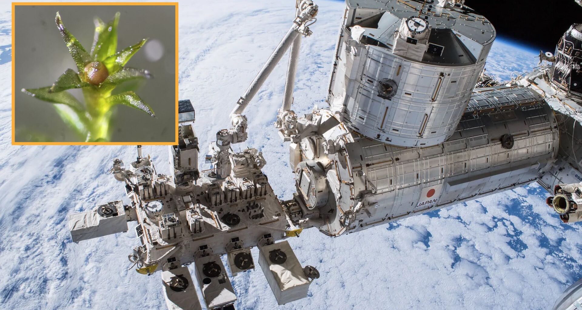 a photo of the ISS with an inset box showing a close-up of moss