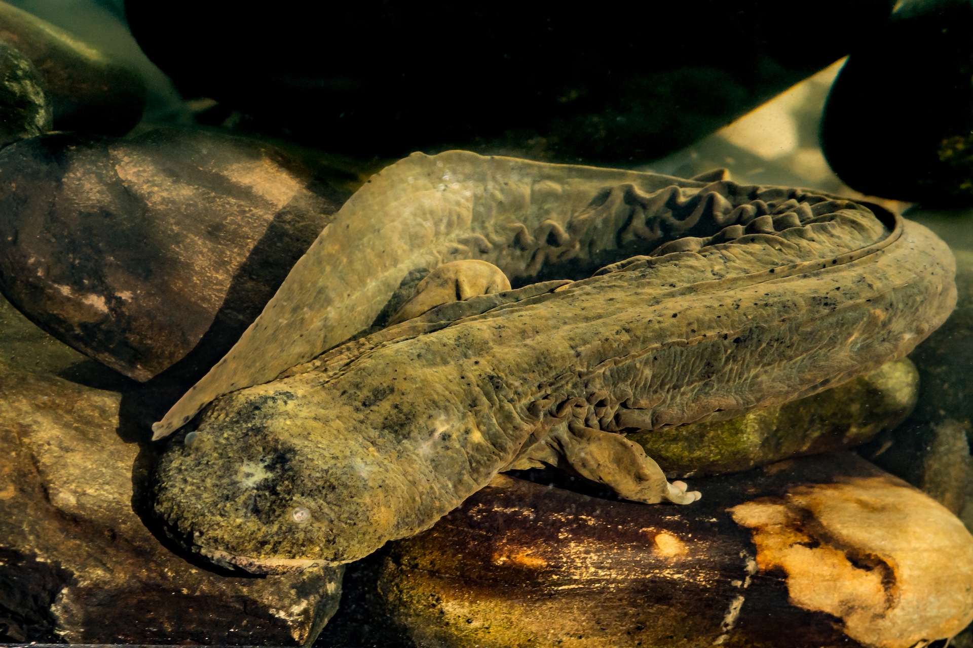An Eastern Hellbender crawling on the creek bottom foraging for crayfish.