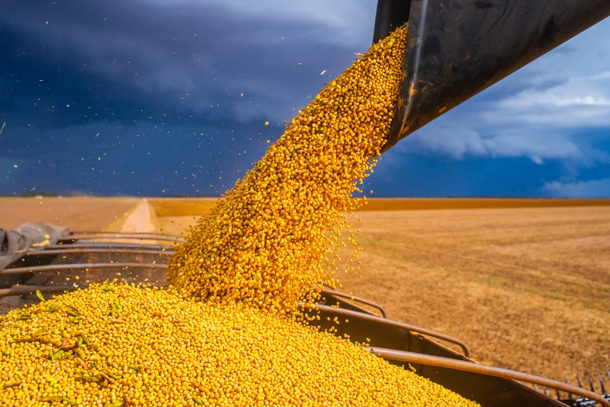 A combine harvester tipping mounds of yellow soybeans into a truck