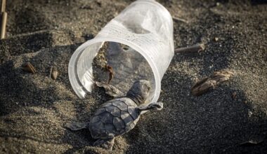 How Much Plastic Kills a Sea Turtle?