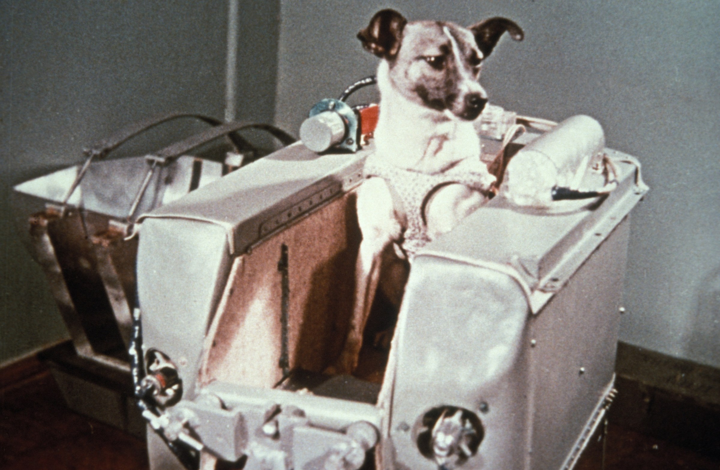 Archival image of a small dog harnessed in a metal spacecraft training crate, with wires and instruments attached—an early Soviet spaceflight test setup.