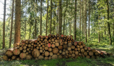 EU countries back German push to delay, reopen deforestation rules