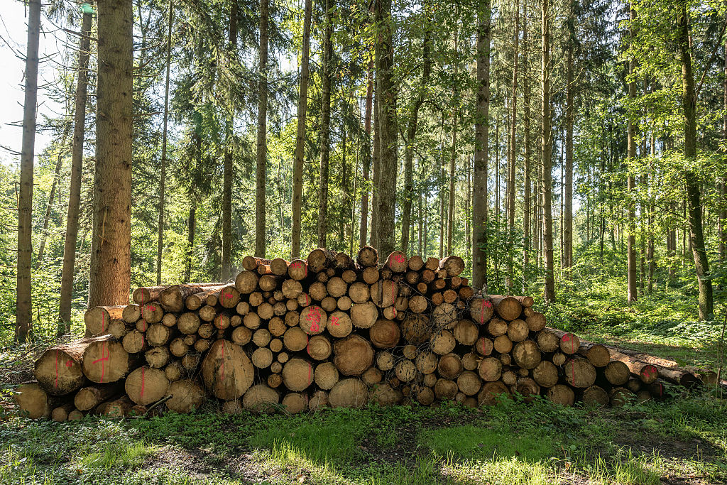 EU countries back German push to delay, reopen deforestation rules