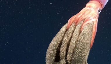 Deep-sea scientists filmed something astonishing and very rarely seen swimming over the seafloor in Chile